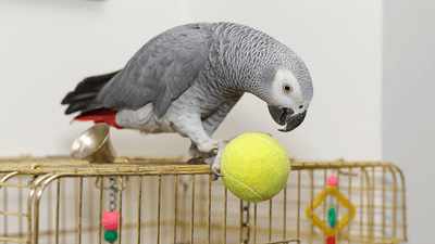An African gray parrot, playing with a tennis ball.