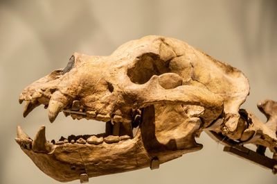 Cave bear skull