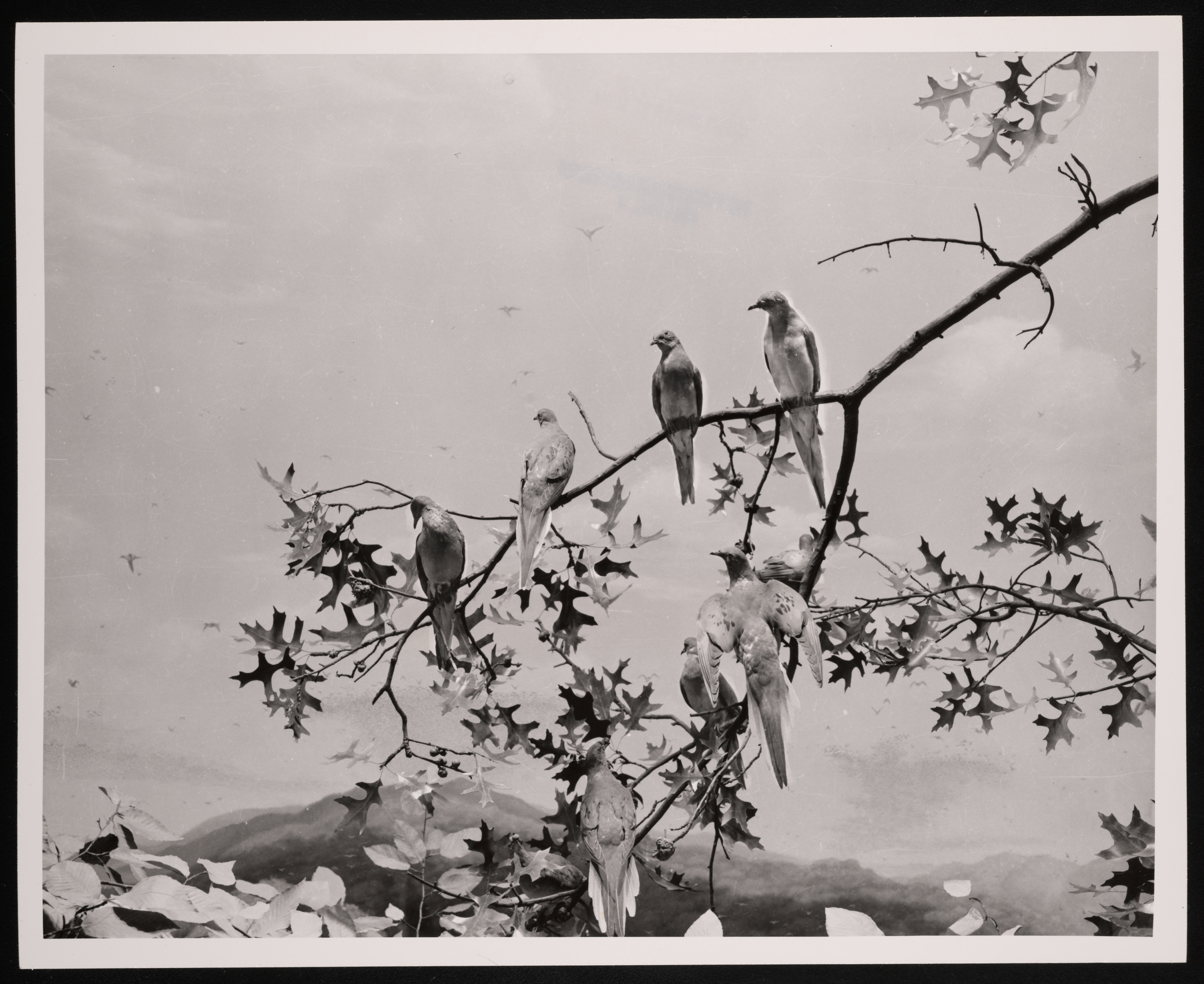 United States National Museum birds exhibit in the Natural History Building, now known as the National Museum of Natural History, featuring passenger pigeon group. United States National Museum birds exhibit in the Natural History Building, now known as the National Museum of Natural History, featuring passenger pigeon group.