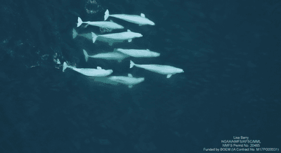 A pod of beluga whales offers few clues about their mating system, but genetics reveals some surprises