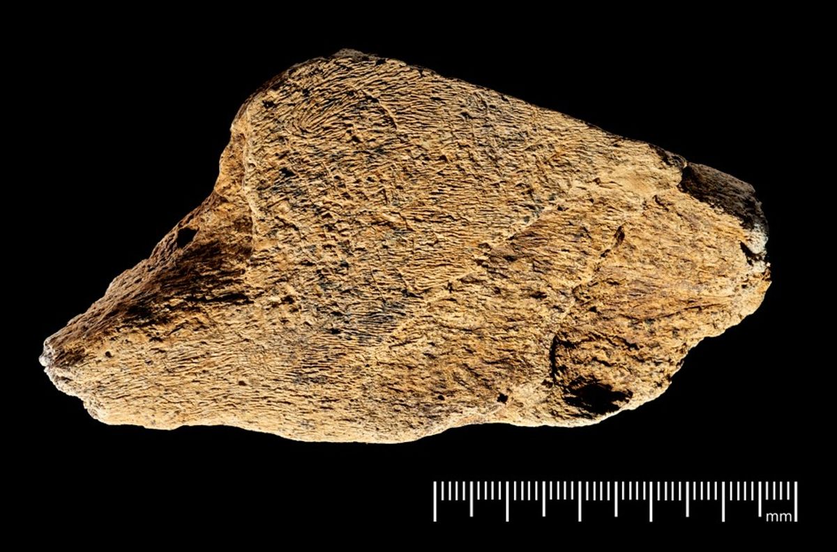 This 480,000-Year-Old Elephant Bone Tool Is The Oldest Ever Found Outside Africa