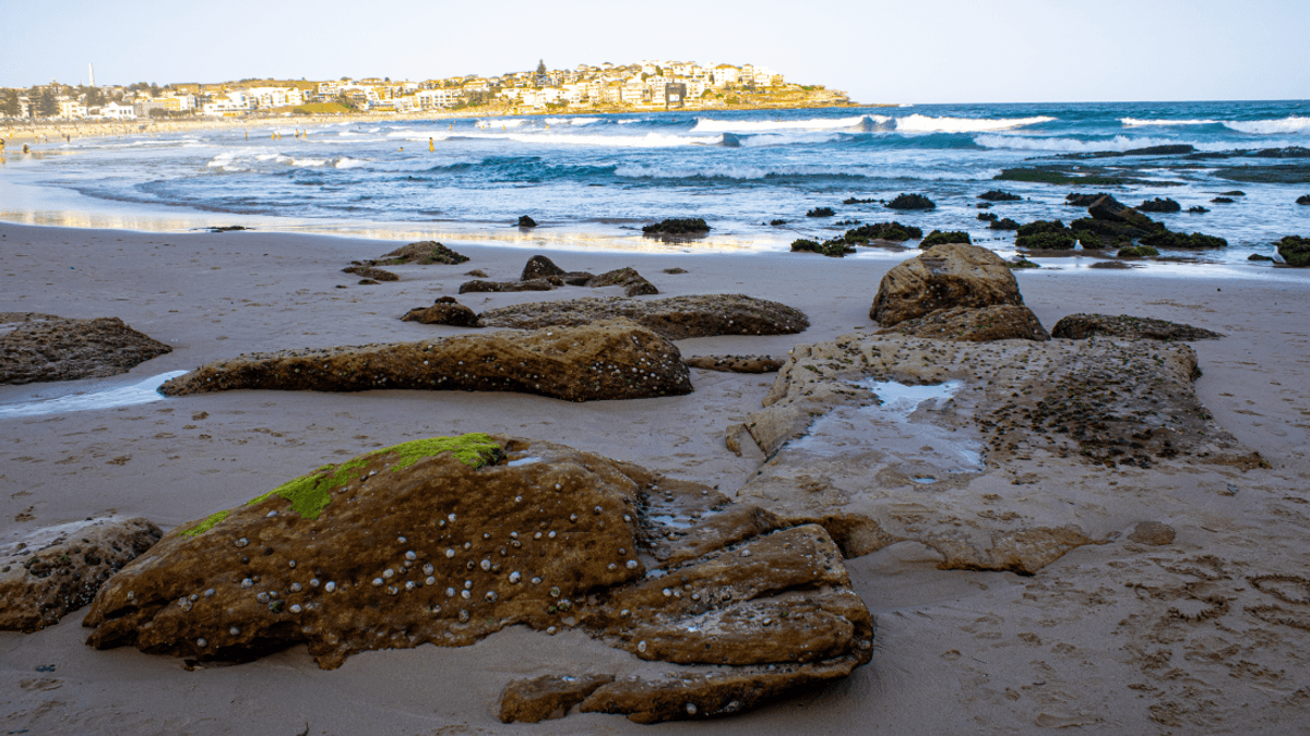 A Giant Fatberg Is Flinging “Poo Balls” At Sydney’s Coastline. Now, There’s A $3 Billion Plan To Stop It