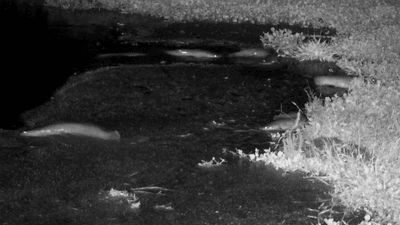 african sharptooth catfish walking on land