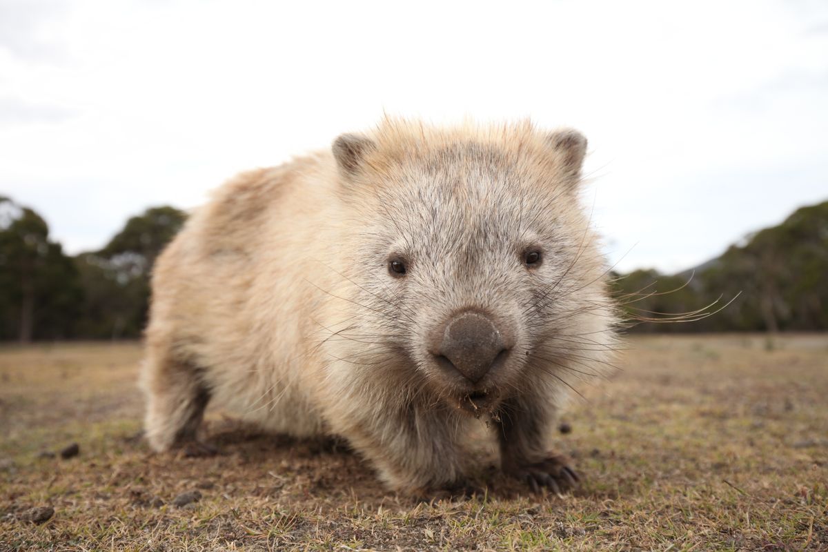 Your Pet Dog Or Cat Doesn’t Have An Appendix, But Wombats And Koalas Do