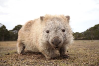 A very cute close up wombat photo