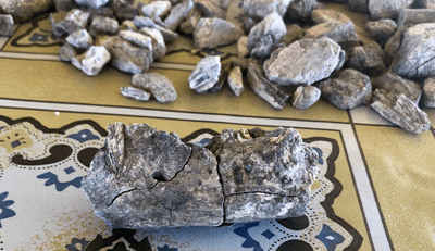 The MLP-3000 Paranthropus mandible was like a 3D puzzle where the pieces had to be found first among the many pieces of bone collected at the site.