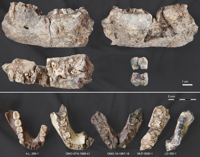 Top: Multiple views of MLP-3000-1, Bottom: MLP-3000-1 in side-by-side comparison with mandible fossils from other species — Australopithecus afarensis, Paranthropus aethiopicus and early Homo Top: Multiple views of MLP-3000-1, Bottom: MLP-3000-1 in side-by-side comparison with mandible fossils from other species — Australopithecus afarensis, Paranthropus aethiopicus and early Homo