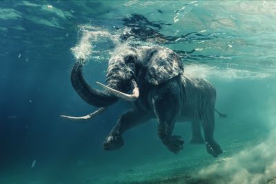 An underwater photo of an elephant swimming in water