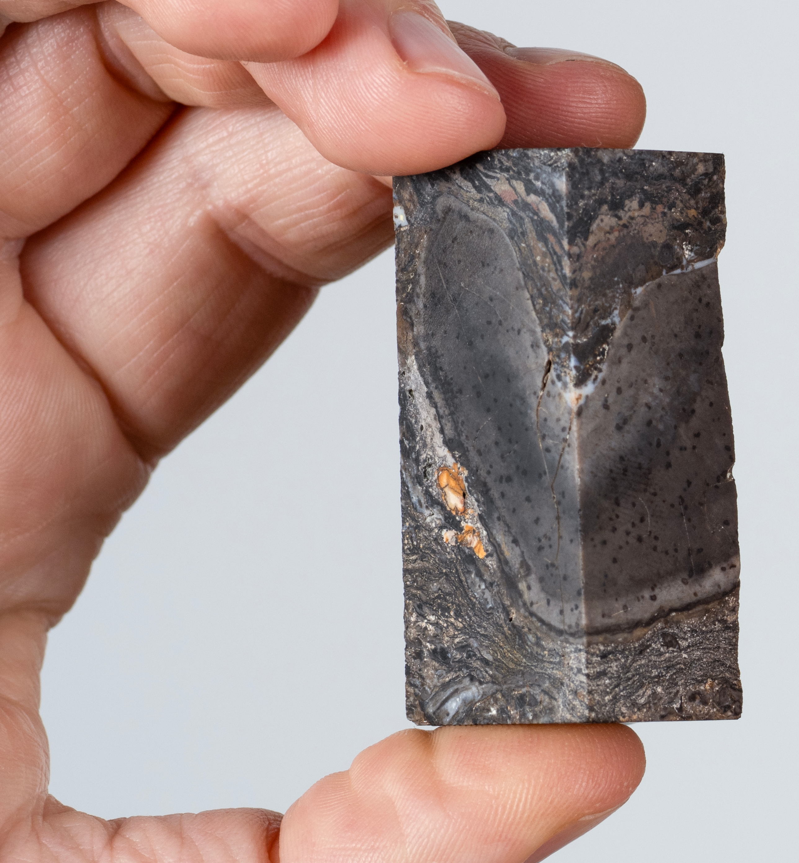 The preservation in this block of chert has allowed the researchers to look for features in the Prototaxites taiti cell walls. The preservation in this block of chert has allowed the researchers to look for features in the Prototaxites taiti cell walls.