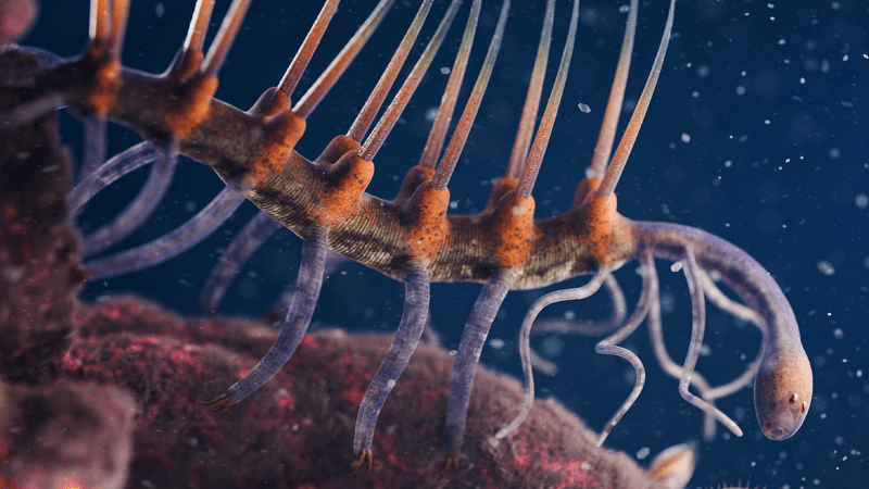 A long tube like creature with loads of pair spines on its back and long thin tubey legs. The head is rounded on a long neck. The whole creature looks very bizarre and freaky.