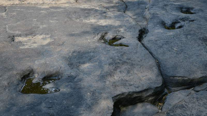 dinosaur fossil footprints embedded into rock