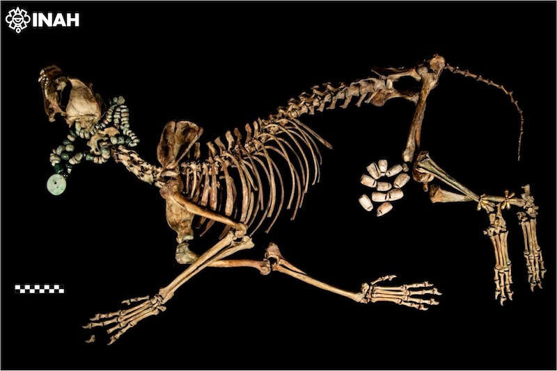 Skeleton of a wolf sacrificed by the Aztecs Skeleton of a wolf sacrificed by the Aztecs