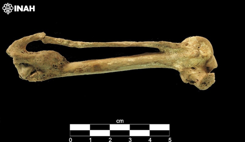Fractured golden eagle wing bone from Tenochtitlan Fractured golden eagle wing bone from Tenochtitlan