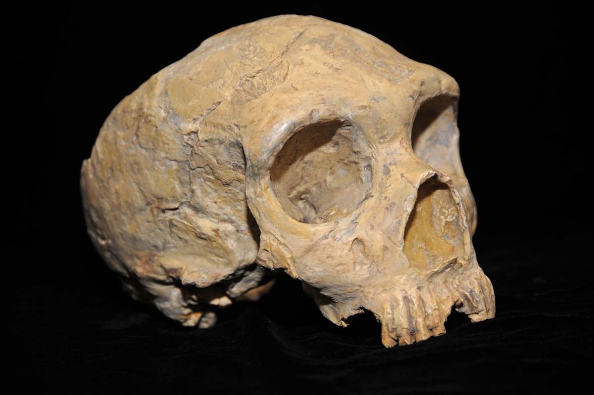 How Did Having Sex With Humans Kill Off The Neanderthals?