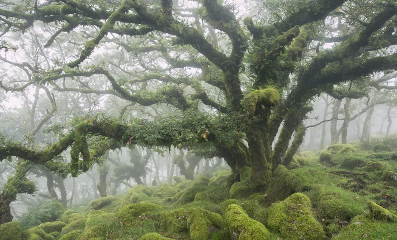 Wistman's Woods, a misty ancient temperature rainforest in England
