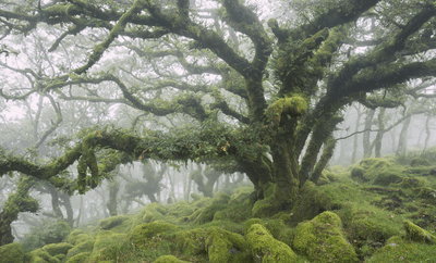 Wistman's Woods, a misty ancient temperature rainforest in England