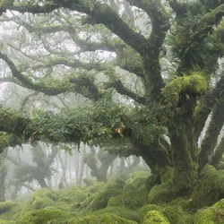 Wistman's Woods, a misty ancient temperature rainforest in England