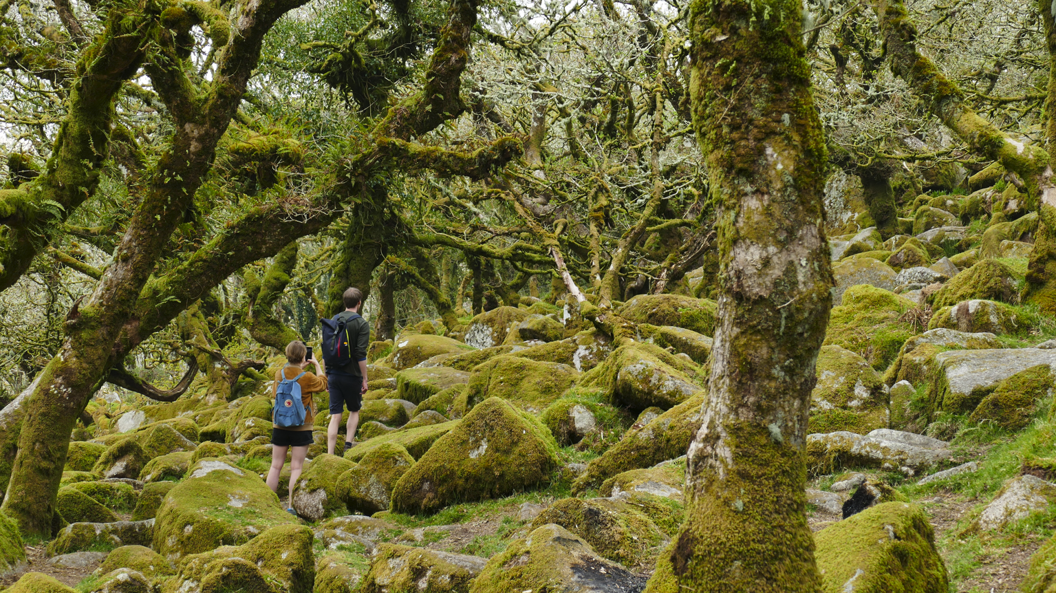 Two tourist hikers walk through Wistman's Woods, a temperature forest.