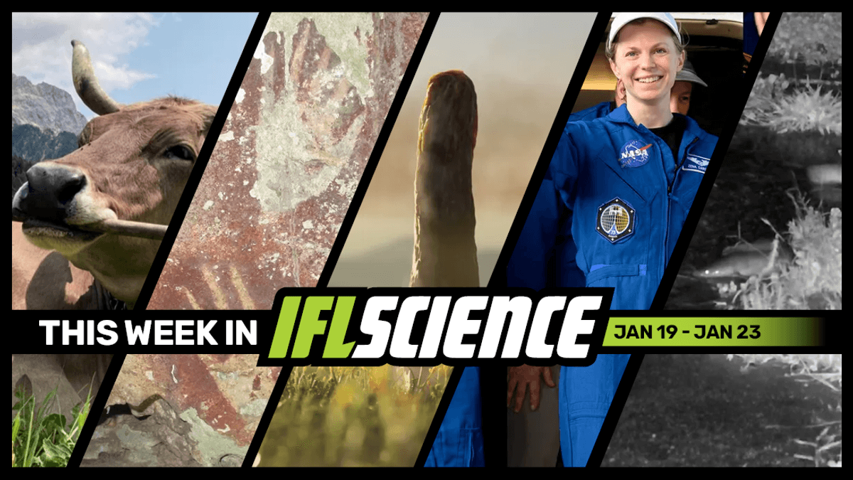 First-Ever Tool Use In Cows Documented, 67,800-Year-Old Hand Stencils Are The Oldest Rock Art Discovered, And Much More This Week