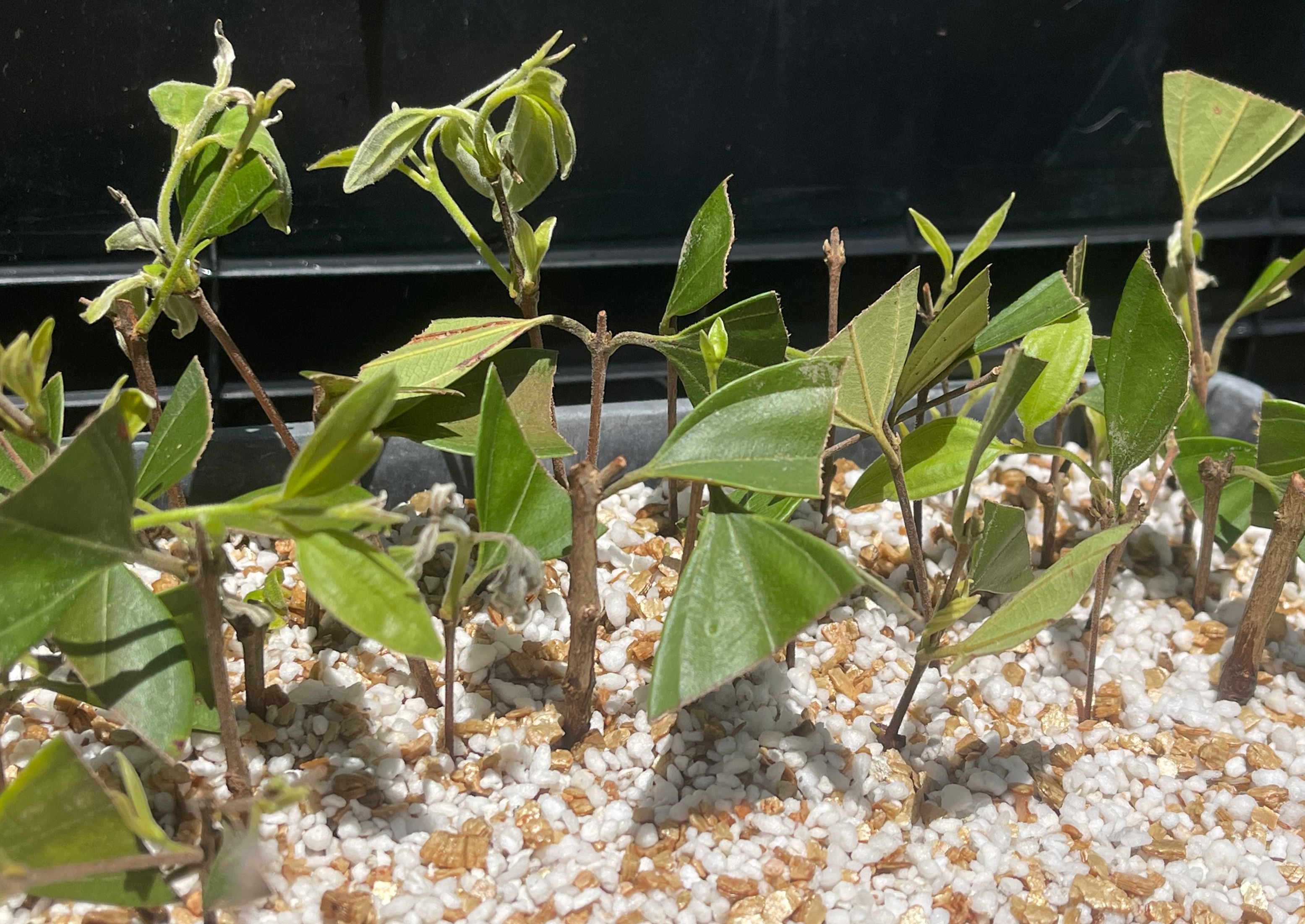 The future of Rhodamnia zombi, and many other species, depends on the growth and eventual flowering of cuttings like these. The future of Rhodamnia zombi, and many other species, depends on the growth and eventual flowering of cuttings like these.