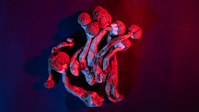 Dried magic mushrooms under a red light.