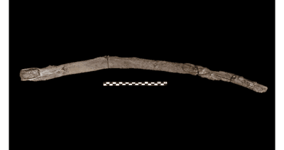 A reconstruction of the suspected digging stick or multifunctional tool found at Marathousa 1.