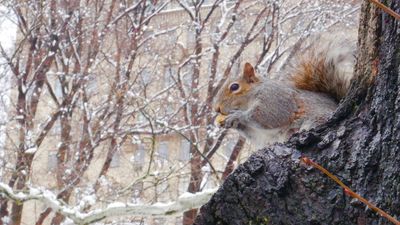 A squirrel eating a nut in a snowy tree.