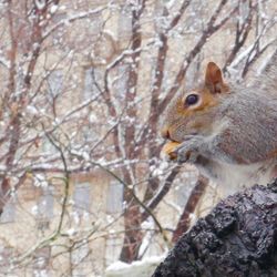 A squirrel eating a nut in a snowy tree.