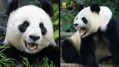 Two pictures of pandas next to each other. In the left image the panda looks cute and friendly, in the right image the panda is growling and showing its teeth.