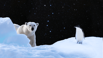 a polar bear in the arctic and penguin in the antarctic beneath the northern constellation ursa major