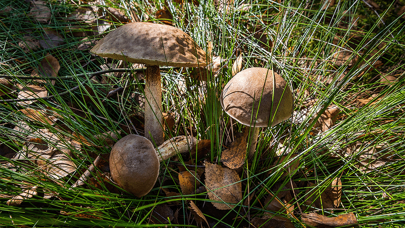 Three boletus mushrooms in the grass.