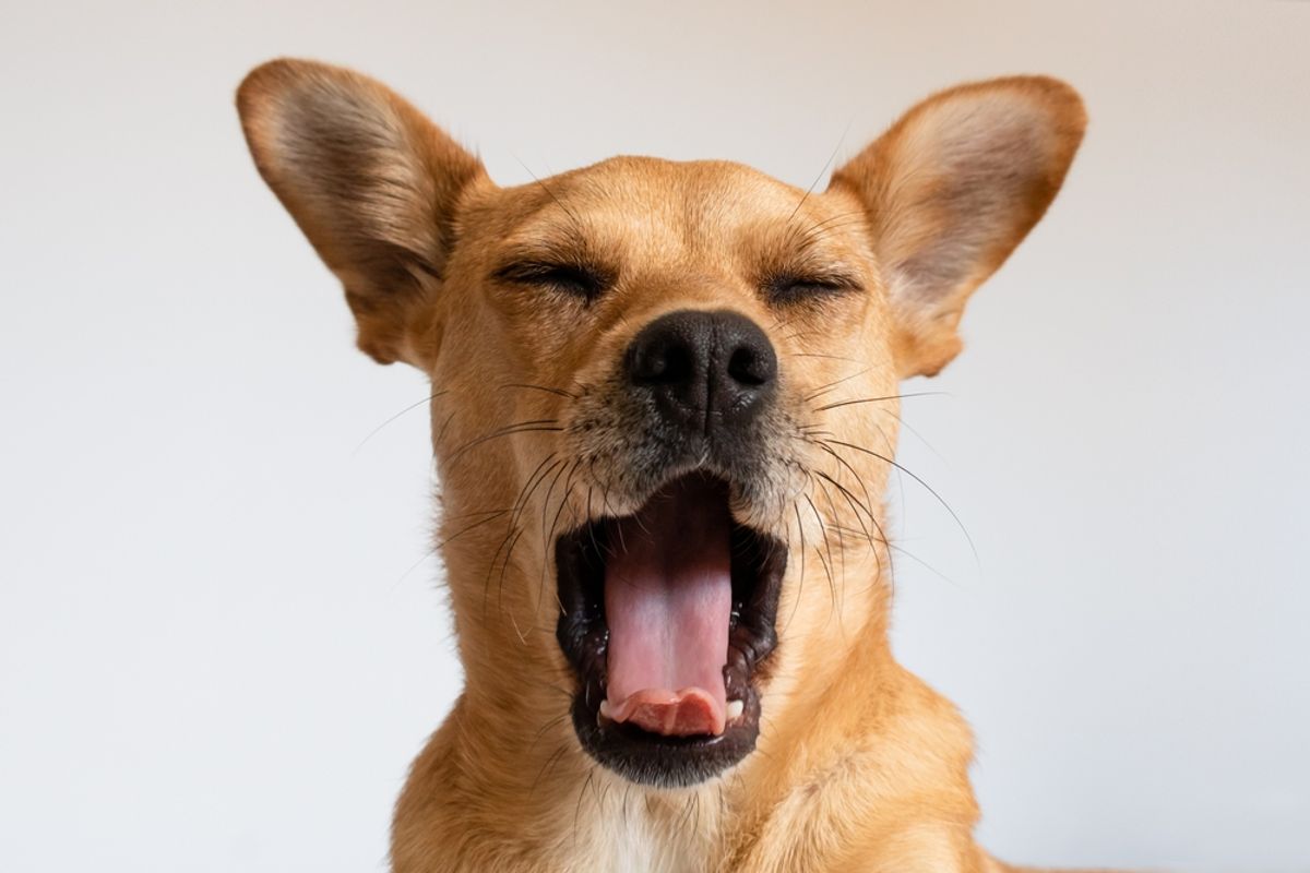 Why Are Yawns Contagious (And Can You Stop One)?
