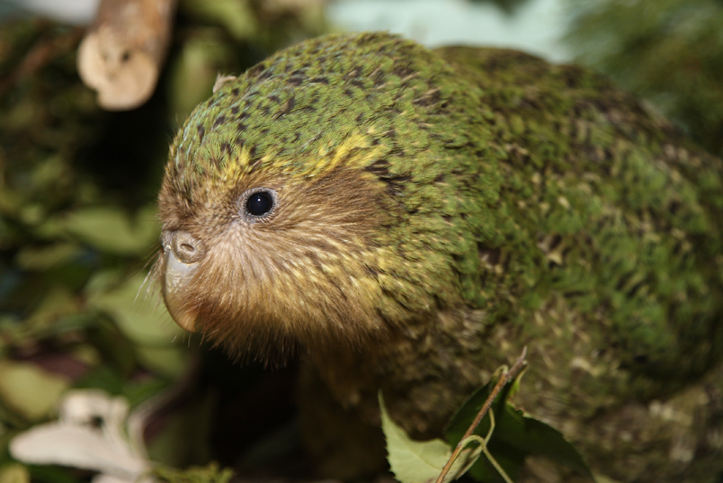 Kakapo chick, a green coloured parrot-like bird Kakapo chick, a green coloured parrot-like bird