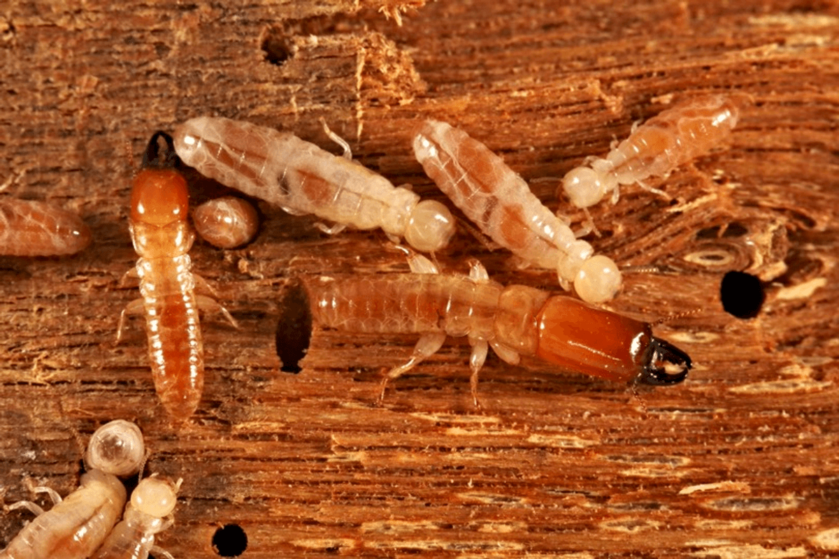 How Did Termite Kings And Queens Become Monogamous? They Had To Drop Their Genes