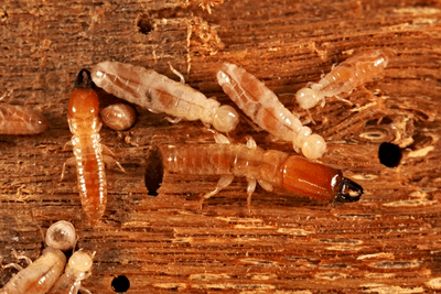 Workers (top) and soldiers (middle) of the termite Incisitermes schwarzi have given up breeding to care for their siblings, and a new study reveals the genetics involved