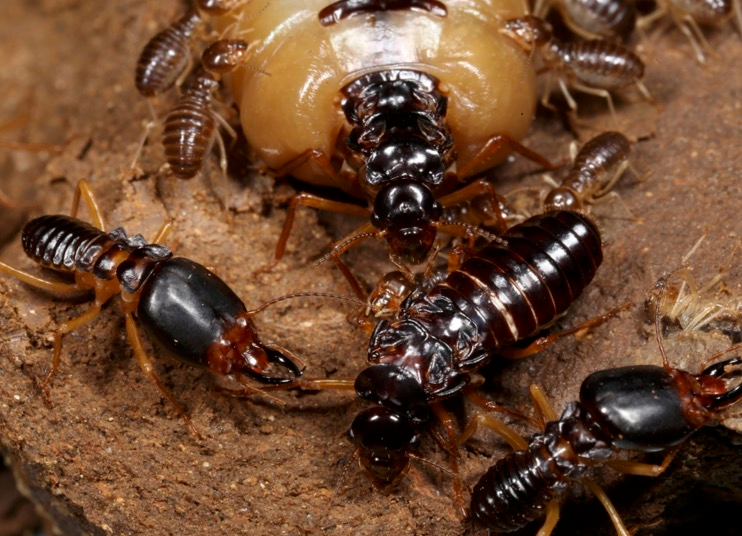 Like other termite queens, this Macrotermes carbonaris grew huge compared to her king (below), workers around her, and king below.