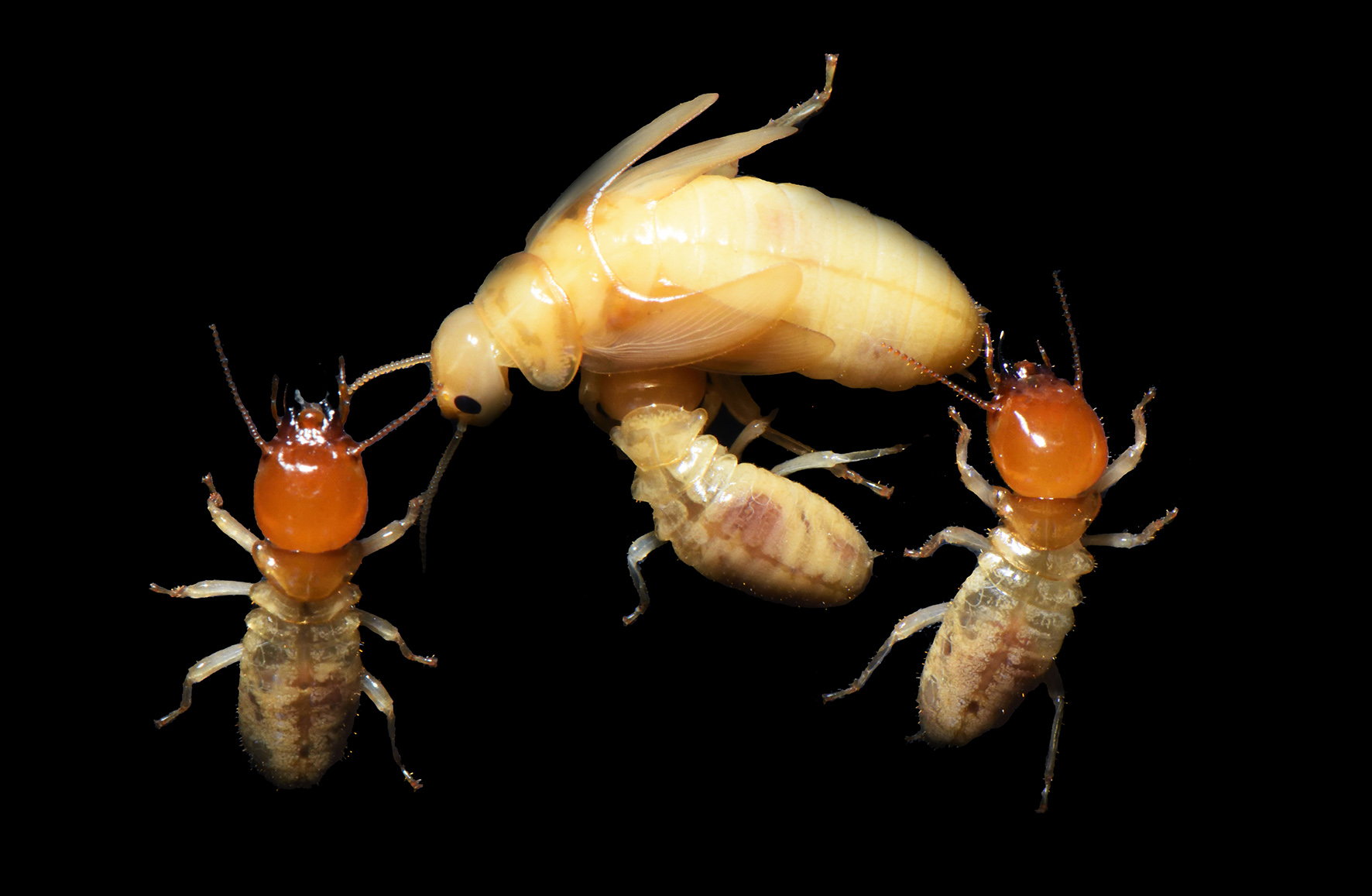 Mastotermees darwiniensis is considered the original termite, but hasn't fully adopted some termite characteristics. Here a queen is groomed by a worker, with soldiers on either side