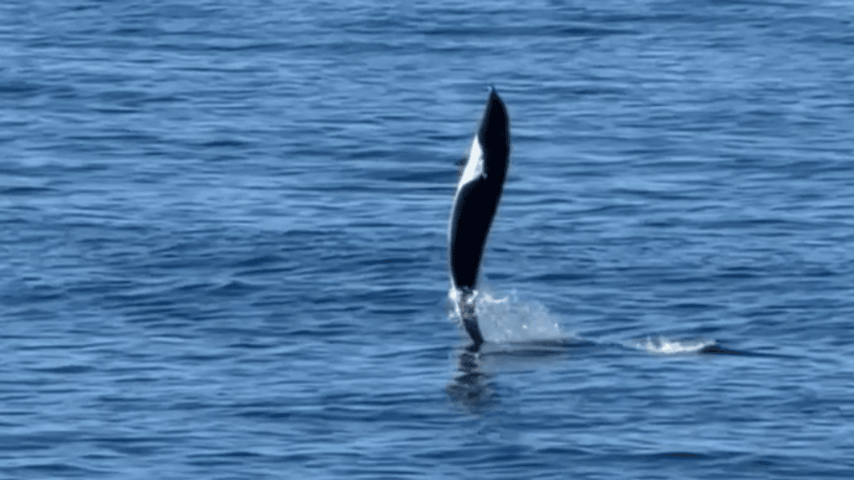 Watch This Wild Dolphin With The Zoomies Show Rare “Tail Walking” Behavior