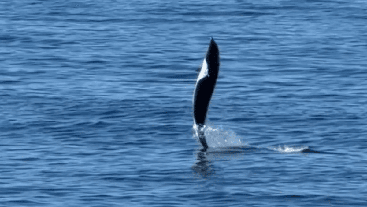 Rare “Tail Walking” Behavior Spotted In Northern Right Whale