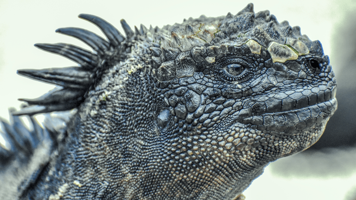 What Did Dinosaurs Feel Like? We Asked Somebody Who Studies Their Mummified Remains