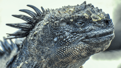 galapagos iguana