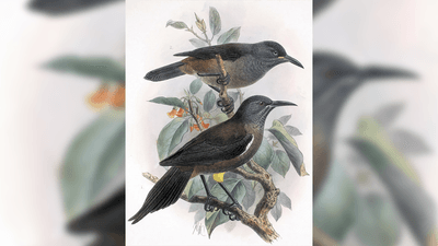A drawing of two birds with their yellow leg feathers
