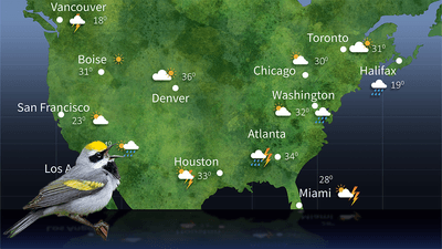 photo of a golden-winged warbler with its beak open, edited onto a weather forecasting map of the united states