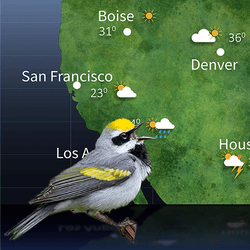 photo of a golden-winged warbler with its beak open, edited onto a weather forecasting map of the united states