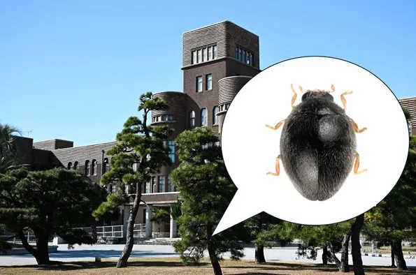 New Species Of Tiny, Black Ladybird Discovered Right On Kyushu
