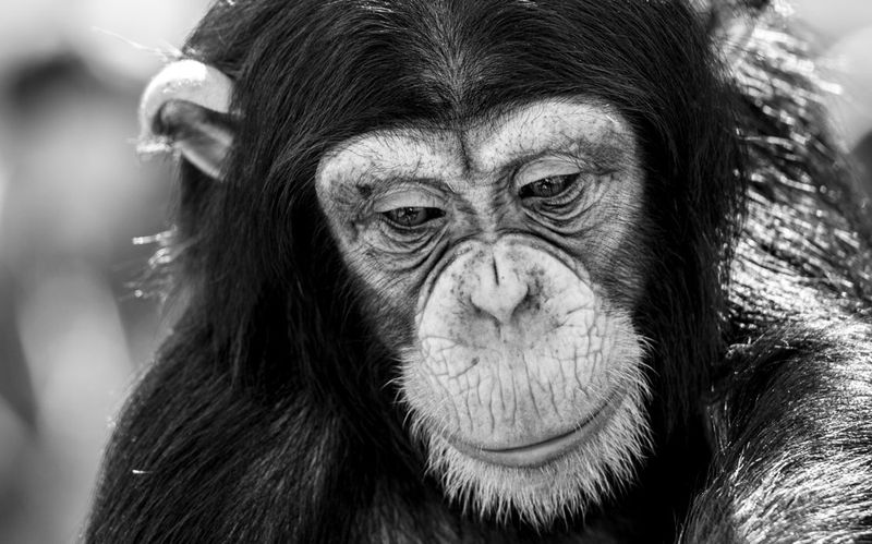 Grieving chimpanzee mother