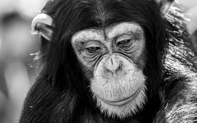 Grieving chimpanzee mother