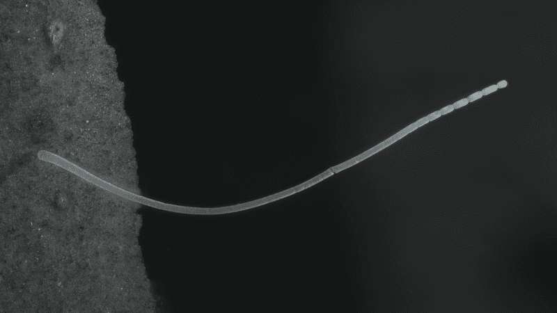 the world's largest bacteria Thiomargarita magnifica looks like a white filament