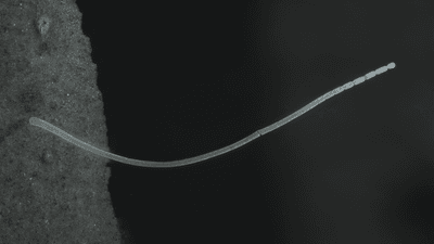 the world's largest bacteria Thiomargarita magnifica looks like a white filament