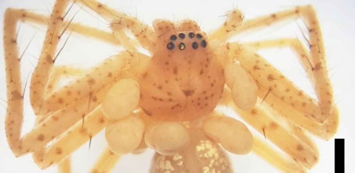 This Spider Specimen Found Wearing A Fancy "Pearl Necklace" Is Actually Something Much Grosser
